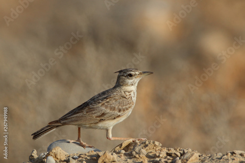 Crested Lark has a lovely song 