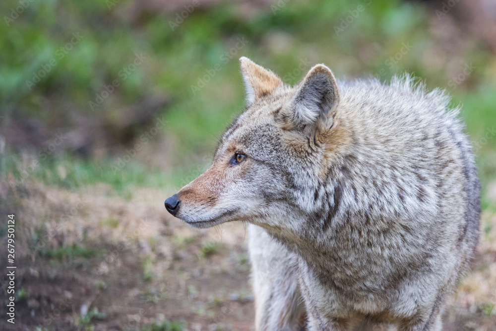 Coyote portrait Coyote portrait