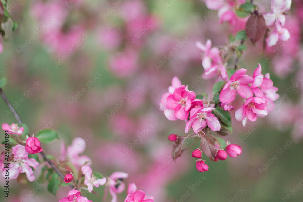Colorful pink bud of flowers in blossom on spring tree in park. Nature, summer, macro, flowers concept Colorful pink bud of flowers in blossom on spring tree in park. Nature, summer, macro, flowers concept