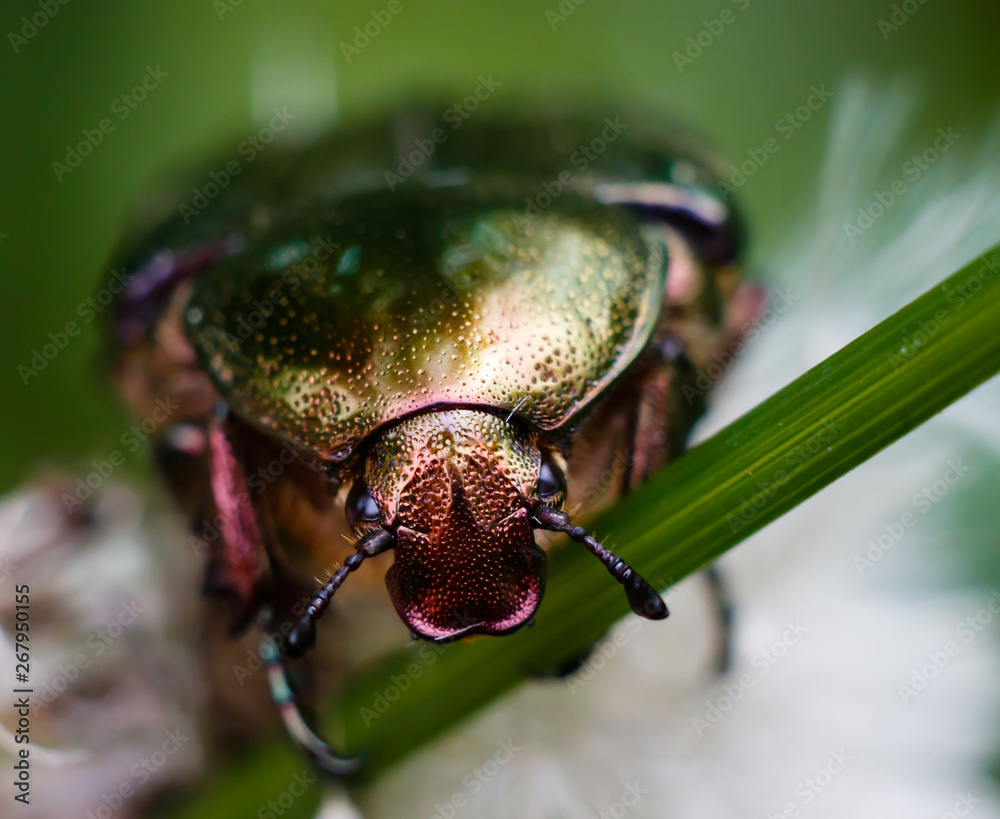 Naklejka premium Beetle on the grass macro take, climbing bug, close take