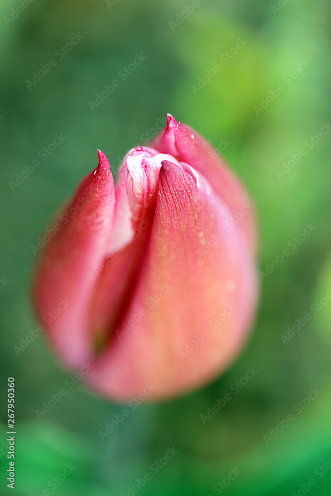 Tulpe Tulpe