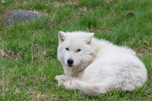 Arctic wolf in spring © Mircea Costina