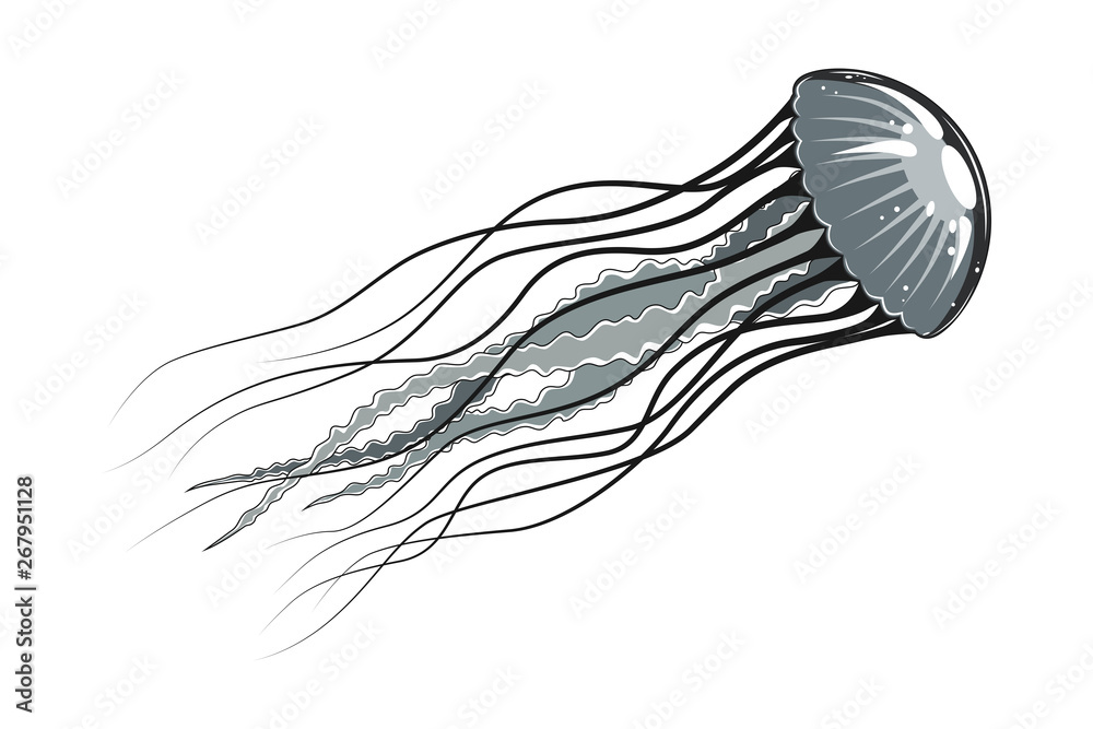 Vector image of jellyfish on a white background.