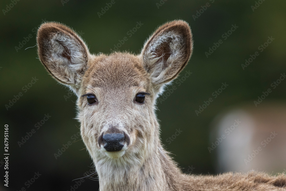 white-tailed deer in spring