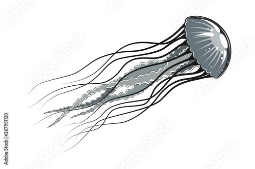 Fototapeta Vector image of jellyfish on a white background.
