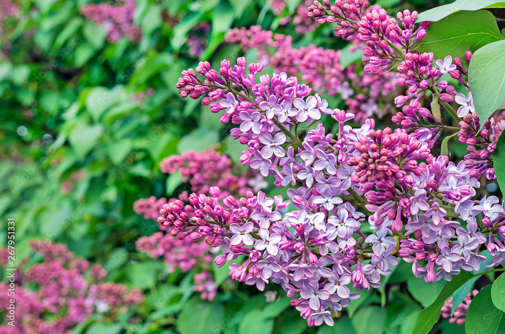 Blooming lilac. A branch of blooming lilac in the city garden. Blooming lilac. A branch of blooming lilac in the city garden.