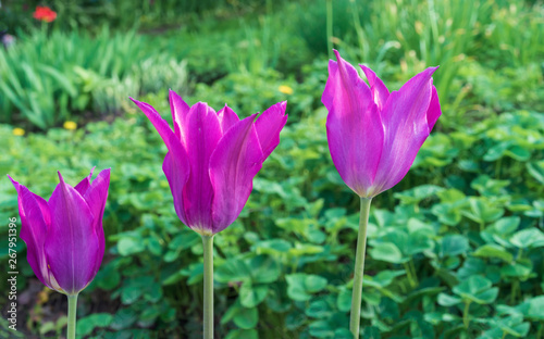 Violet tulips in the form of lilies. Gesner s tulip from the lily family.