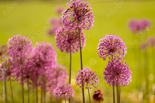 Close-up photo of purple allium blossom.