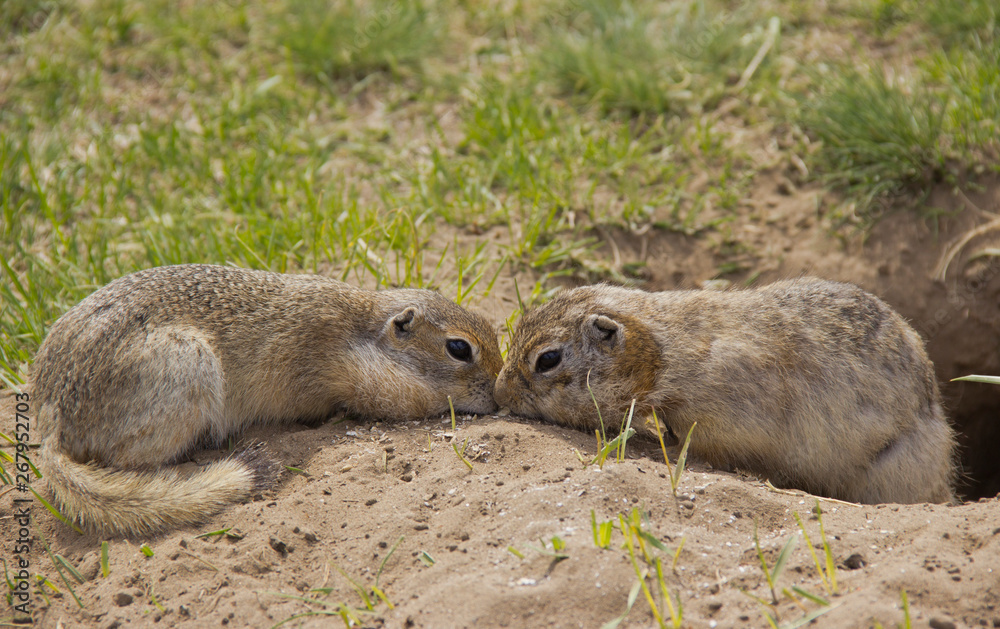 Gopher genus rodents of the squirrel family. Two gophers eat food near the burrow. Gopher genus rodents of the squirrel family. Two gophers eat food near the burrow.