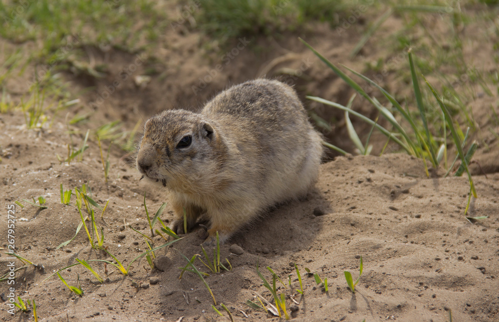 Naklejka premium Gopher genus rodents of the squirrel family. Ground squirrel near its burrow on a meadow.