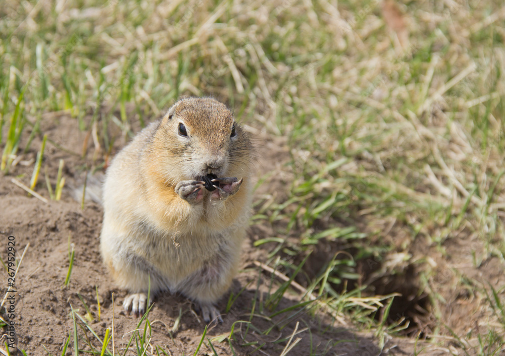 Gopher genus rodents of the squirrel family. The gopher eats the seeds. Gopher genus rodents of the squirrel family. The gopher eats the seeds.
