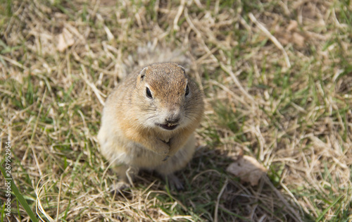 Gopher genus  rodents of the squirrel family. Hungry gophers are attacking and are aggressive.