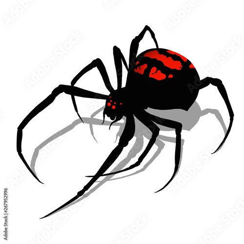 Black widow spider on white background realistic illustration isolate flat design. Black widow spider killer is the most dangerous and poisonous spider.