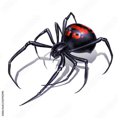 Black widow spider on white background realistic illustration isolate. Black widow spider killer is the most dangerous and poisonous spider.