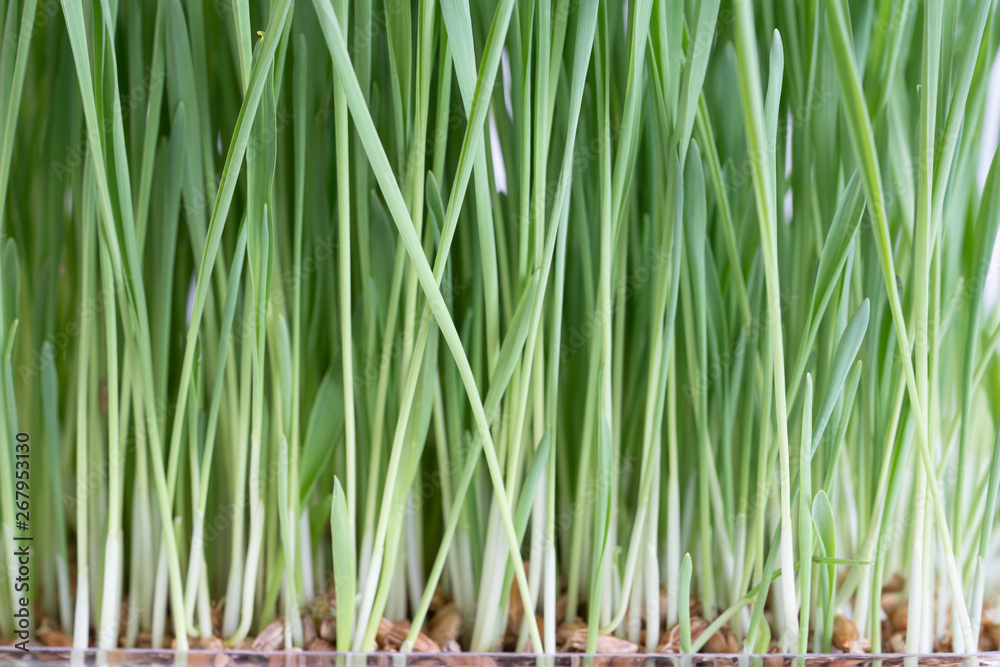 Plant wheat with roots on white background Plant wheat with roots on white background