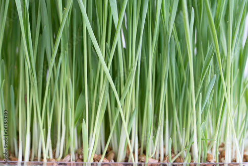 Plant wheat with roots on white background