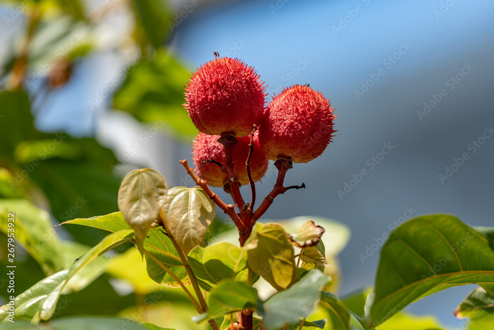 Red fruits of Achiote,Lipstick tree (Bixa orellana), on the branch Red fruits of Achiote,Lipstick tree (Bixa orellana), on the branch