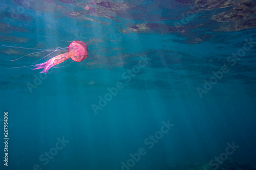 jellyfish swimming in the sea near the surface