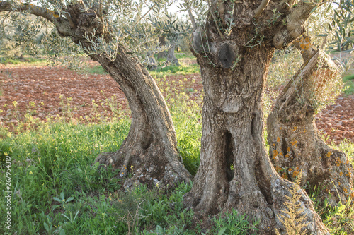 Detail of ancient olive trees
