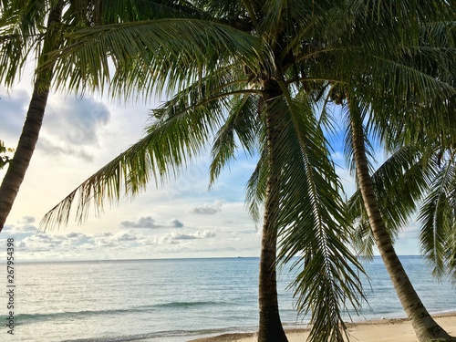 Beautiful green palm trees on the tropical cost of Pulau Tioman, Malaysia 2019 © shinyoung