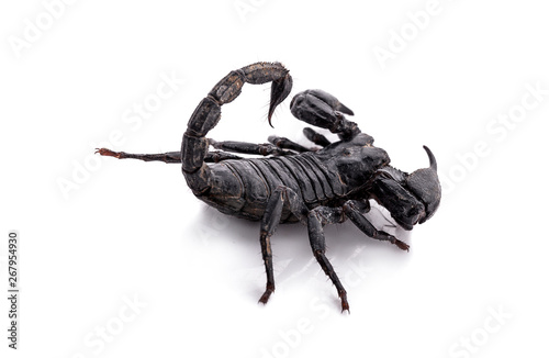 scorpion on white background