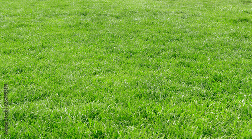 Lawn background with green grass