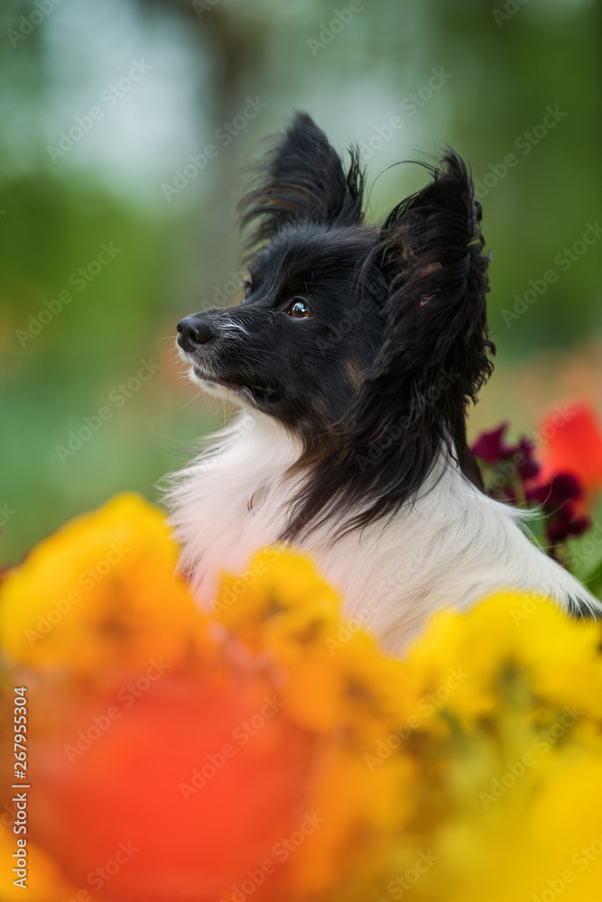 Papillon dog sitting between spring flowers