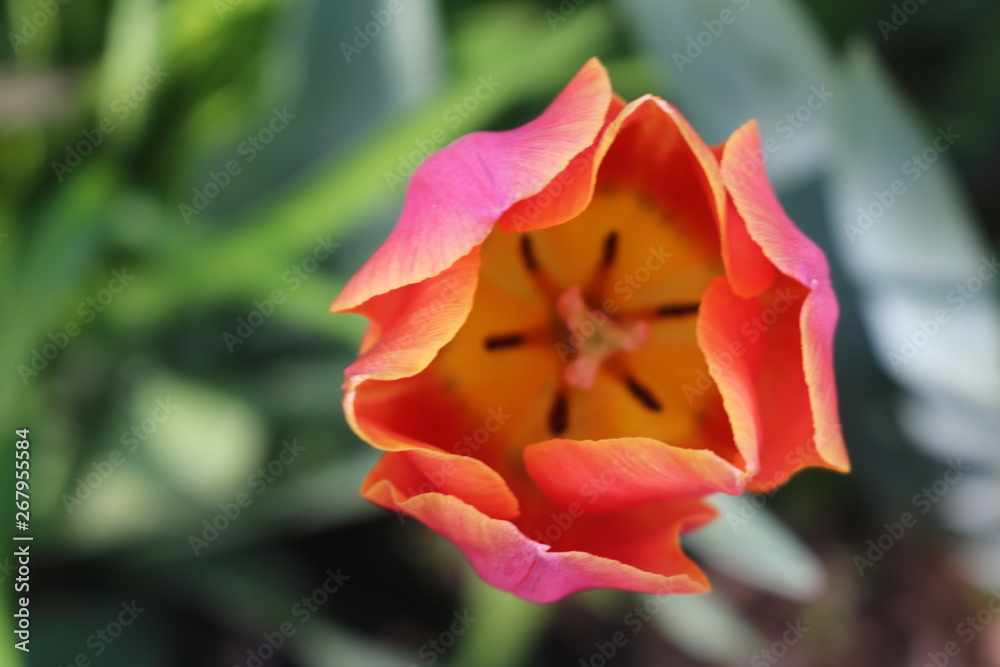Brightly colored tulip in backyard spring garden Brightly colored tulip in backyard spring garden