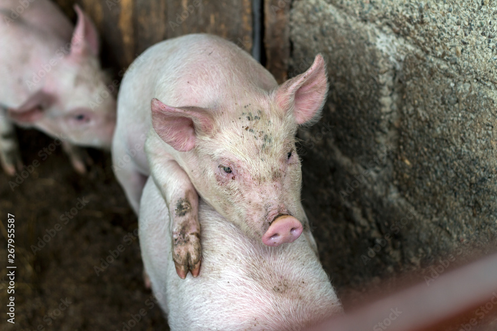 Pigs mating on farm. Sex pairing copulation of two pigs. Pig sex Pigs mating on farm. Sex pairing copulation of two pigs. Pig sex