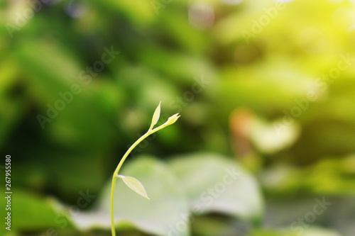 green leaves in spring