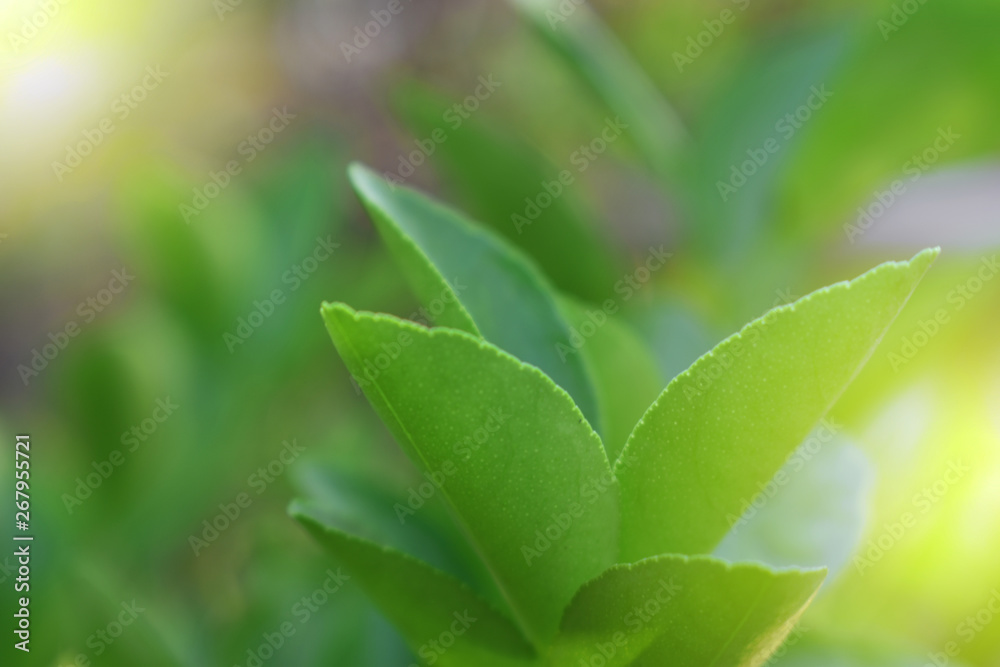 green leaves background green leaves background