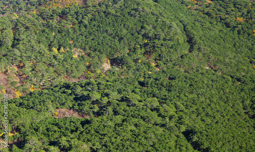 Green forest on mountains at day