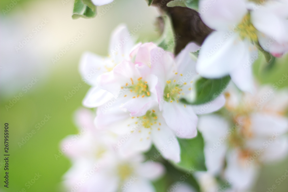 apple branch covered with delicate pink flowers