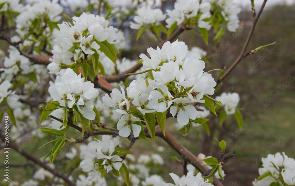 Apple branches covered with white flowers in spring Apple branches covered with white flowers in spring