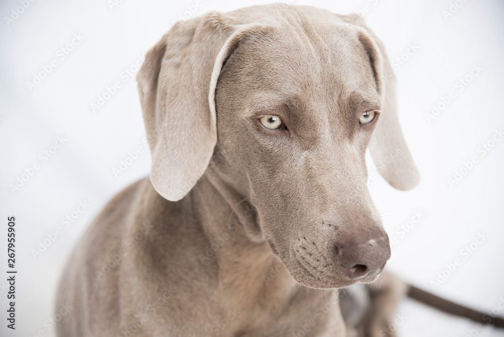 Weimaraner -Ocala from Xálonia Weimaraner -Ocala from Xálonia