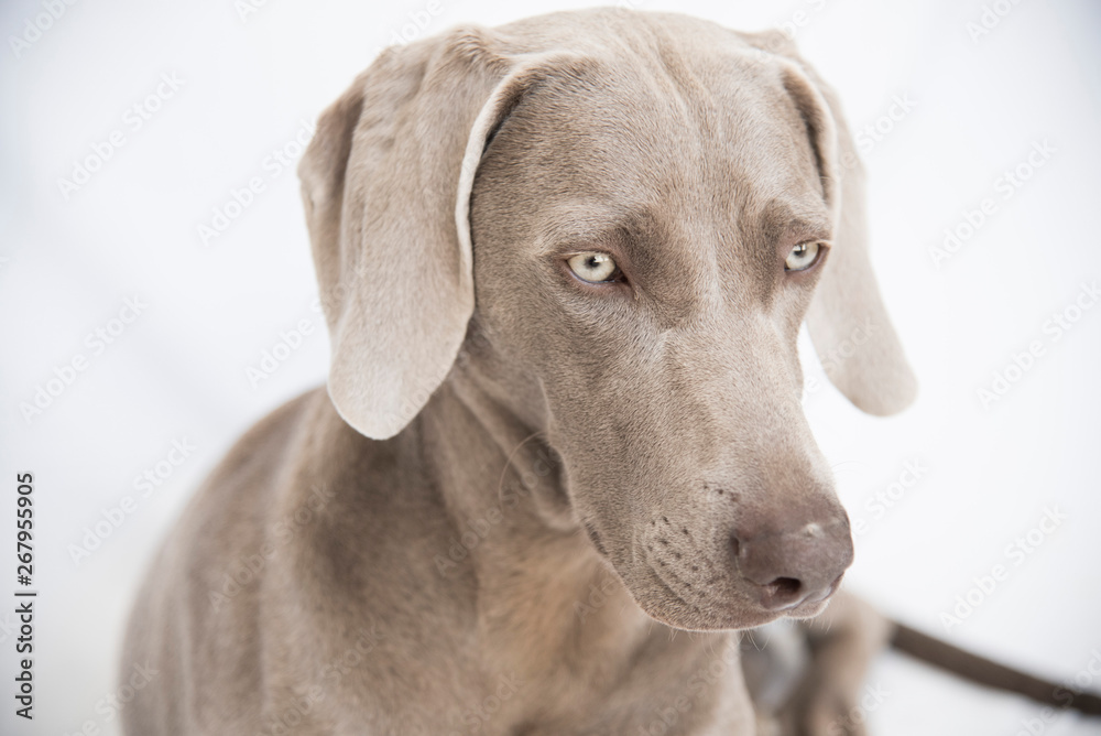 Weimaraner -Ocala from Xálonia