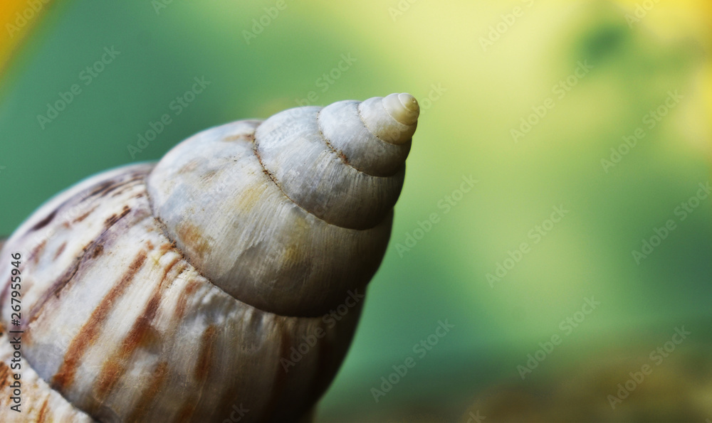 snail on a leaf snail on a leaf