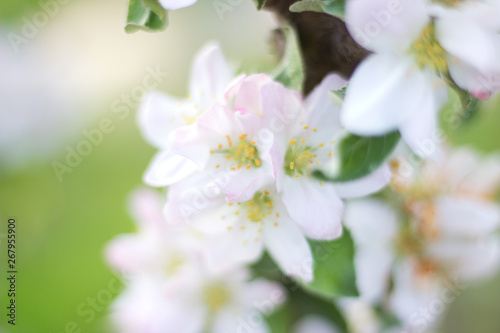 apple branch covered with delicate pink flowers © solyaris73