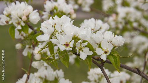 Apple branches covered with white flowers in spring