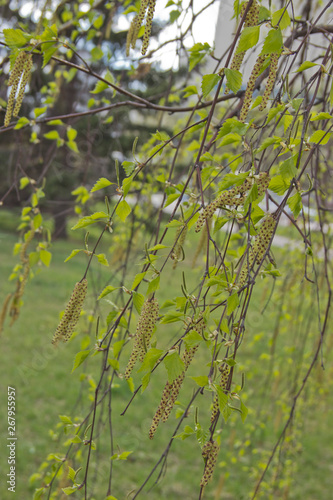 Yellow flowering catkins of alder in early spring