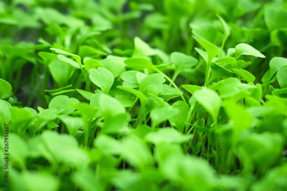first leaves of arugula texture background first leaves of arugula texture background