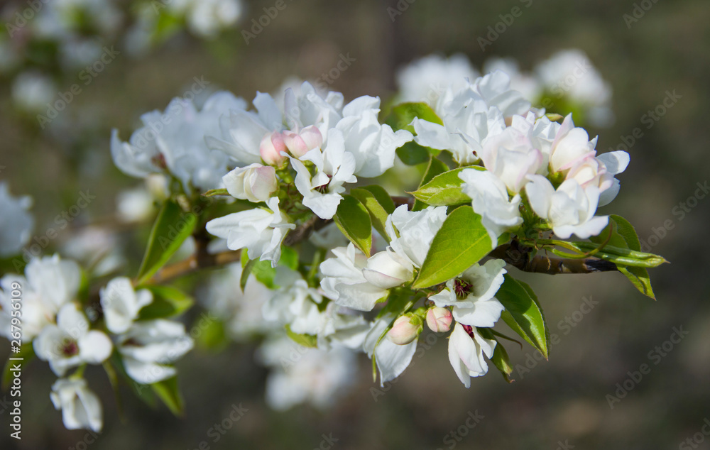 Apple branches covered with white flowers in spring Apple branches covered with white flowers in spring
