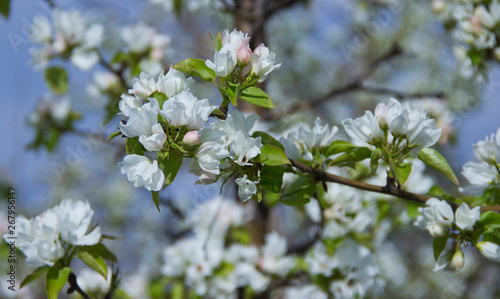 Apple branches covered with white flowers in spring