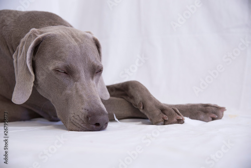 Weimaraner -Ocala from Xálonia