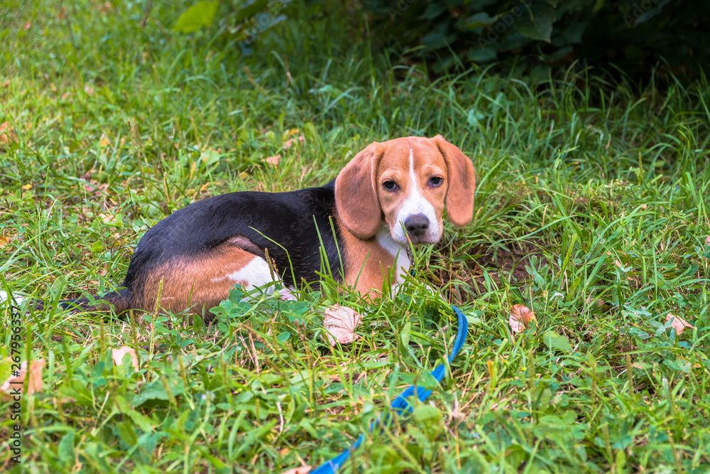 A thoughtful Beagle puppy with a blue leash on a walk in a city park. Portrait of a nice puppy.Eastern Europe. A thoughtful Beagle puppy with a blue leash on a walk in a city park. Portrait of a nice puppy.Eastern Europe.