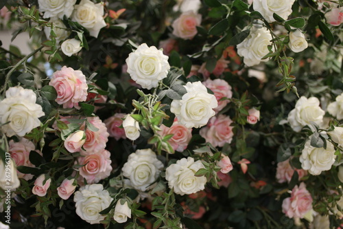 Multi-colored rose in the garden.