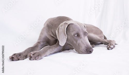 Foto Weimaraner -Ocala from Xálonia