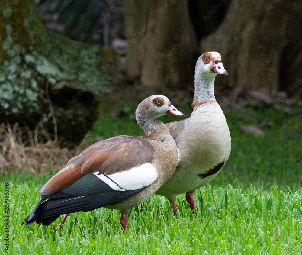 Obraz premium A pair of Egyptian geese with feathers of shades of brown, white, and black and chocolate-brown eye patches are standing in green grass against a blurred tree background. These geese mate for life.