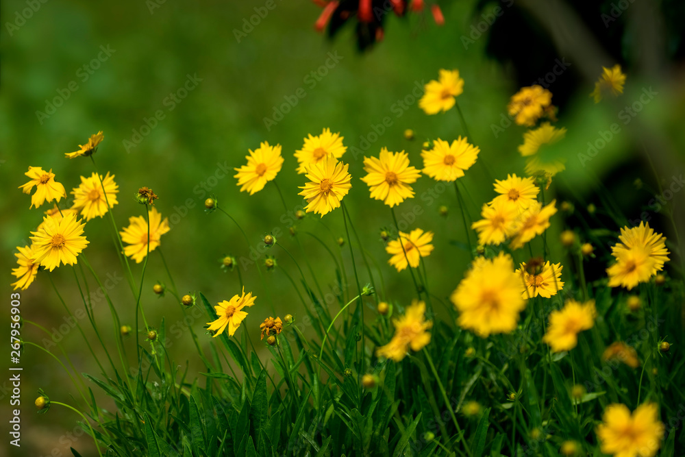 Fototapeta premium Yellow Coreopsis floers with blurred green background.