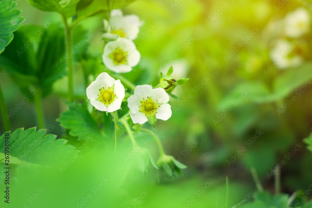 the flowers bloom in the spring, strawberries in natural background the flowers bloom in the spring, strawberries in natural background